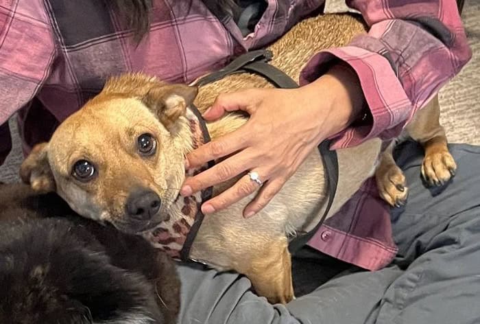 Chihuahua mix needs a good new home (Roseville) image 1