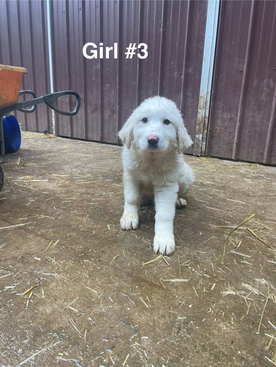 Great Pyrenees puppies image 10