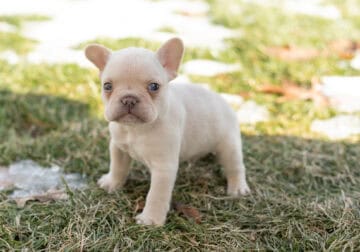AKC French Bulldog male puppy in Indiana (Daryl)