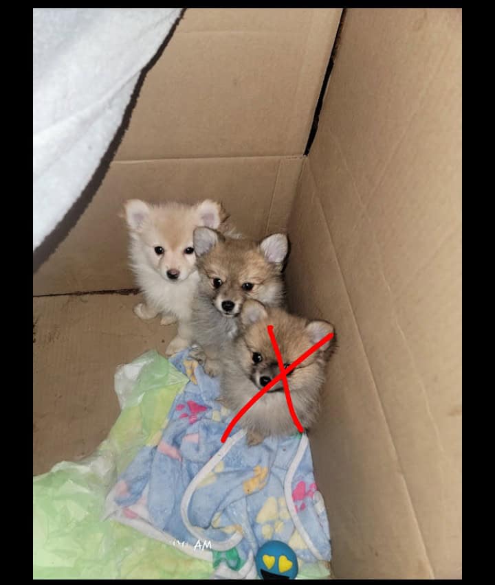 Pomeranians image 1