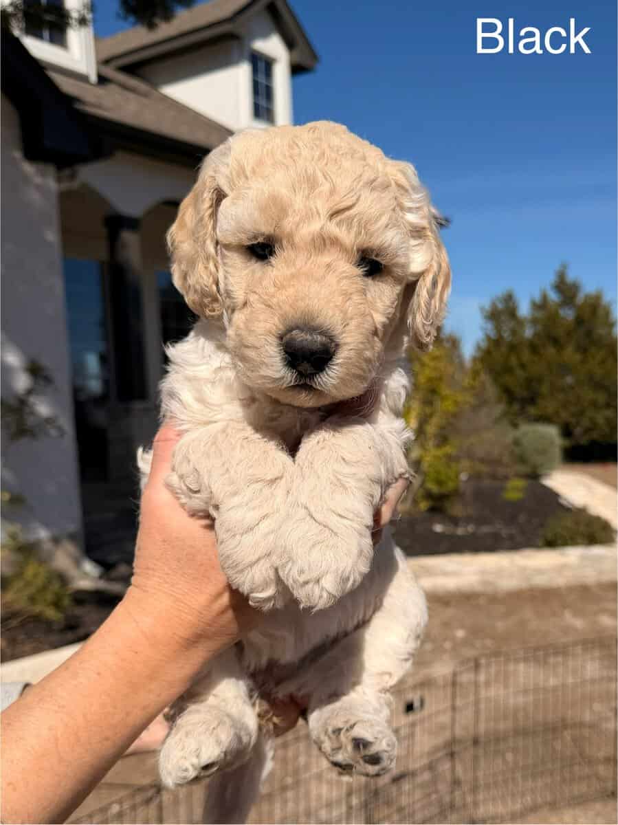 Gentle Giants Goldendoodles, Ready Valentine's Day image 7