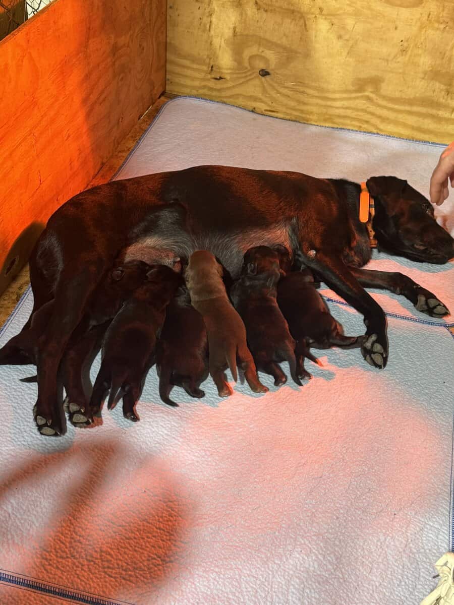 Charlotte’s Puppies image 3