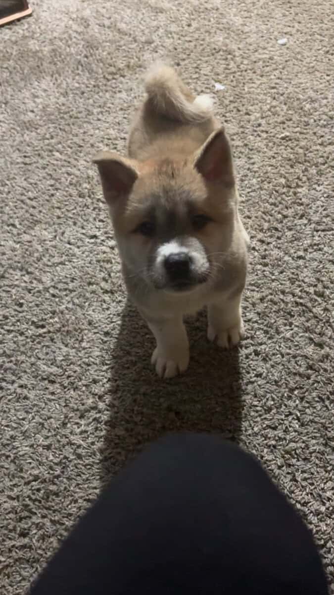 AKC American Akitas 300 image 6