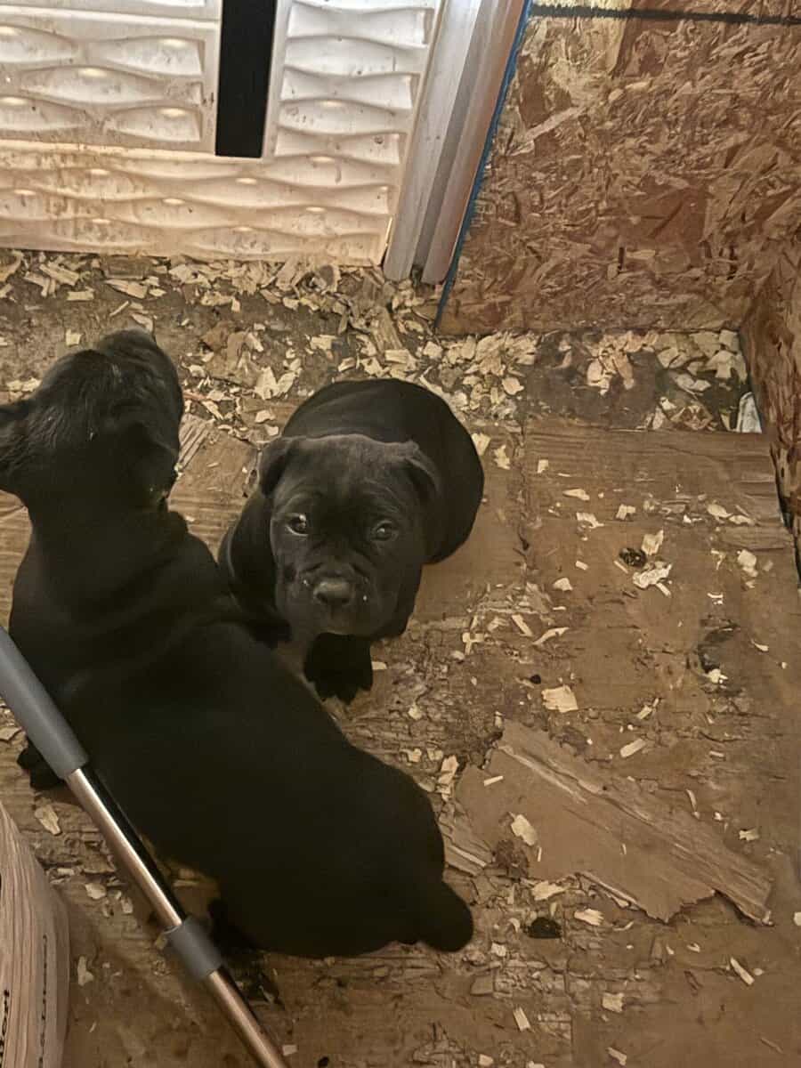 Cane Corso Pups image 4