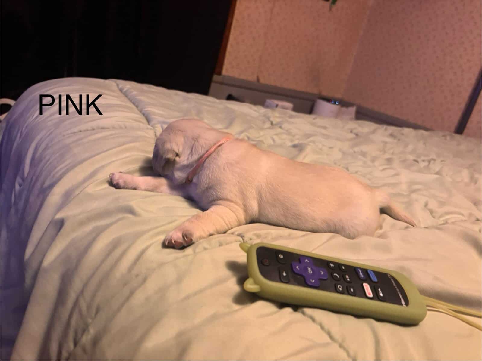 PUG PUPPIES!! image 18