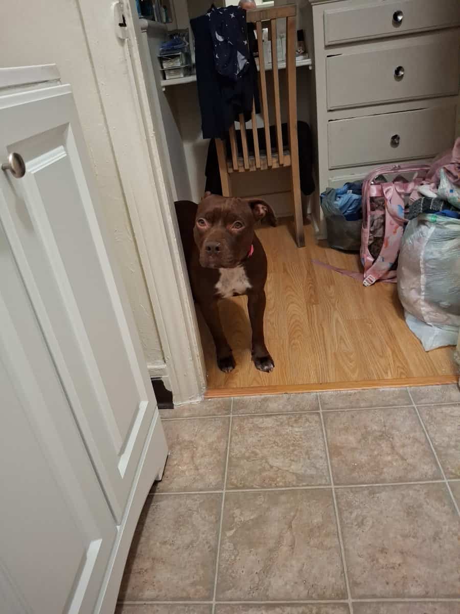 Female Pit image 1