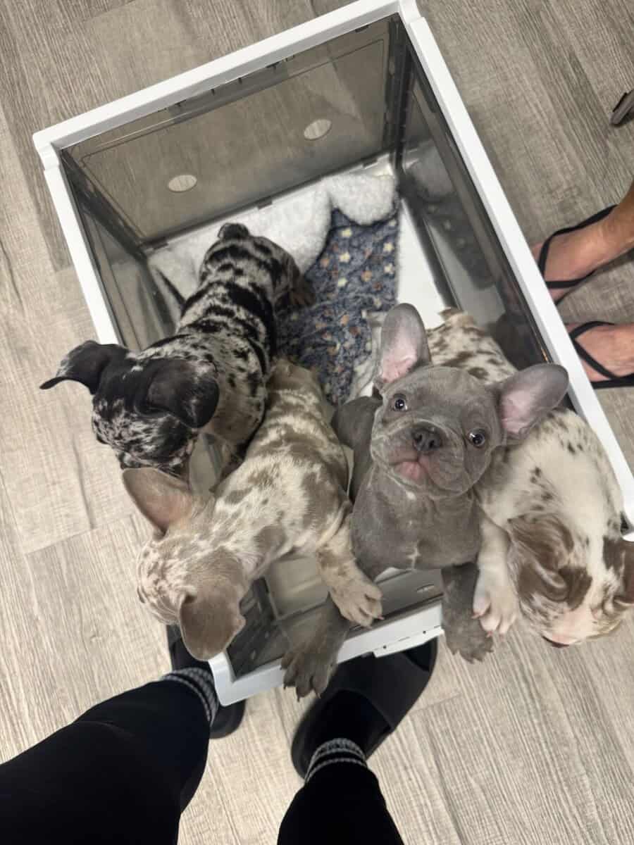 12-Week-Old Frenchie Puppies Ready Today! image 2