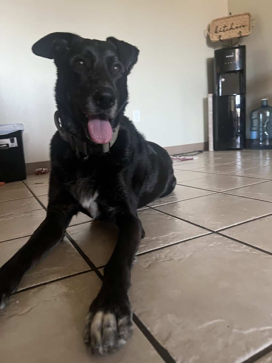 Adult Lab mix image 1