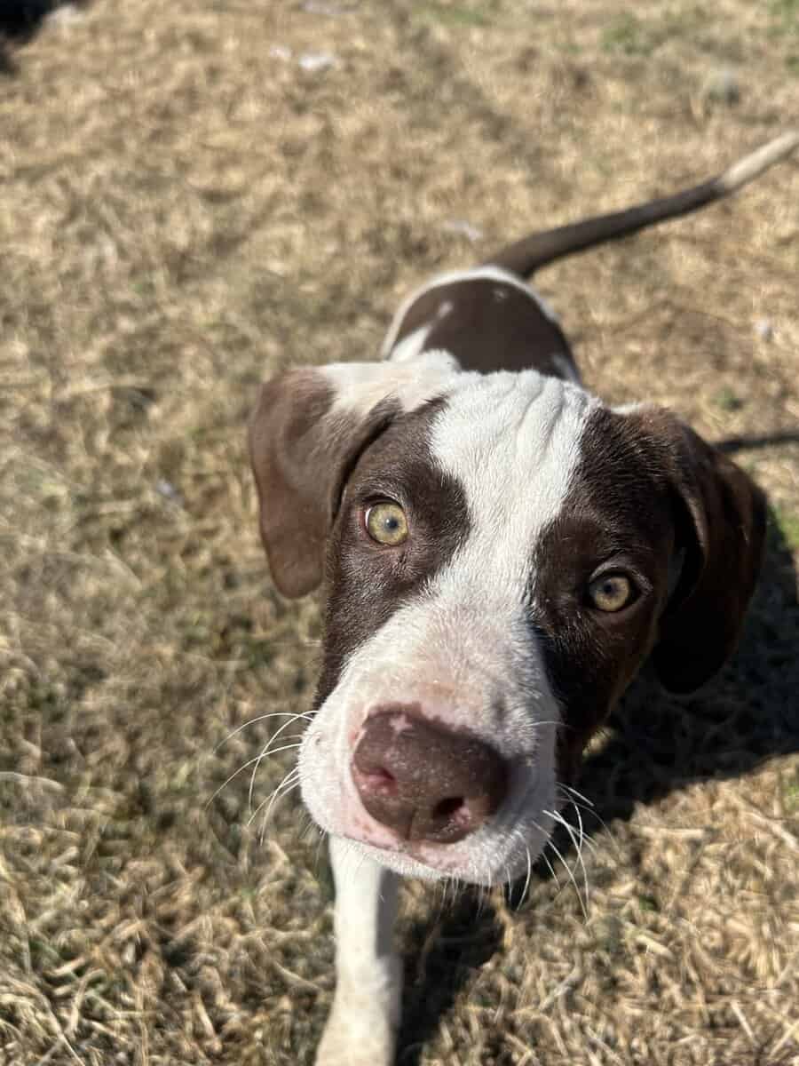 Pit & mix puppies image 3