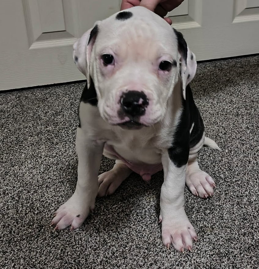 American Bulldog puppies image 8