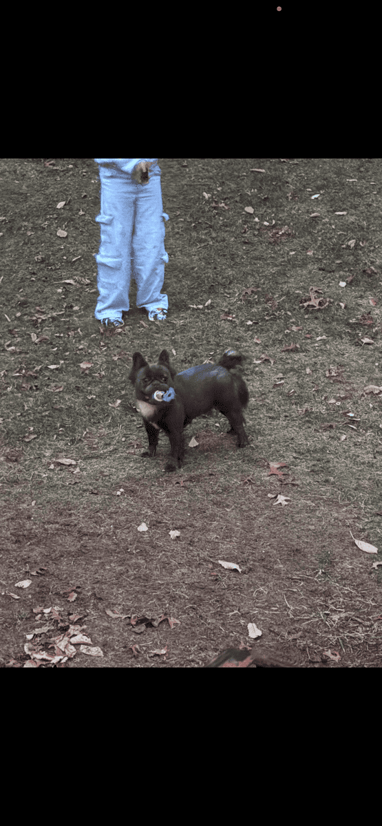 Fluffy frenchie image 5