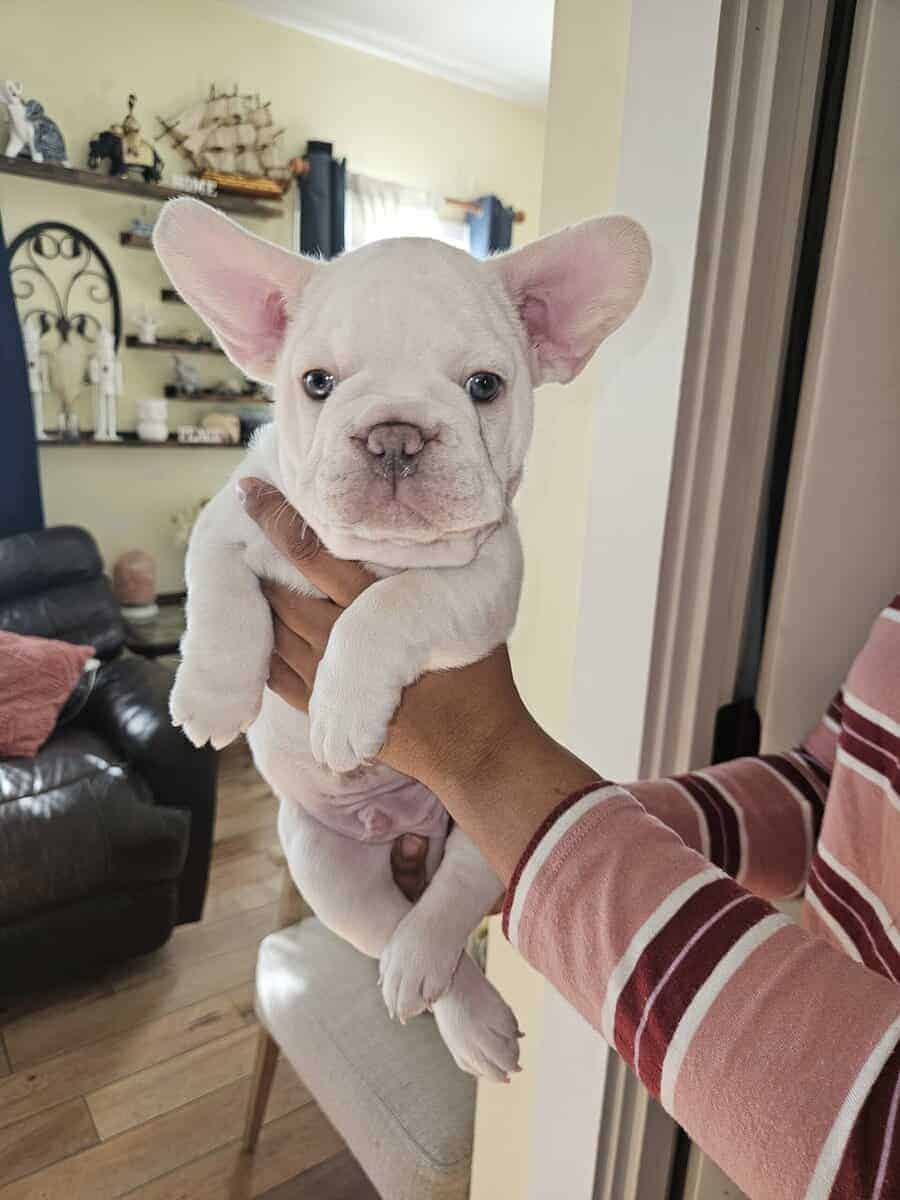 French bulldogs puppies image 14