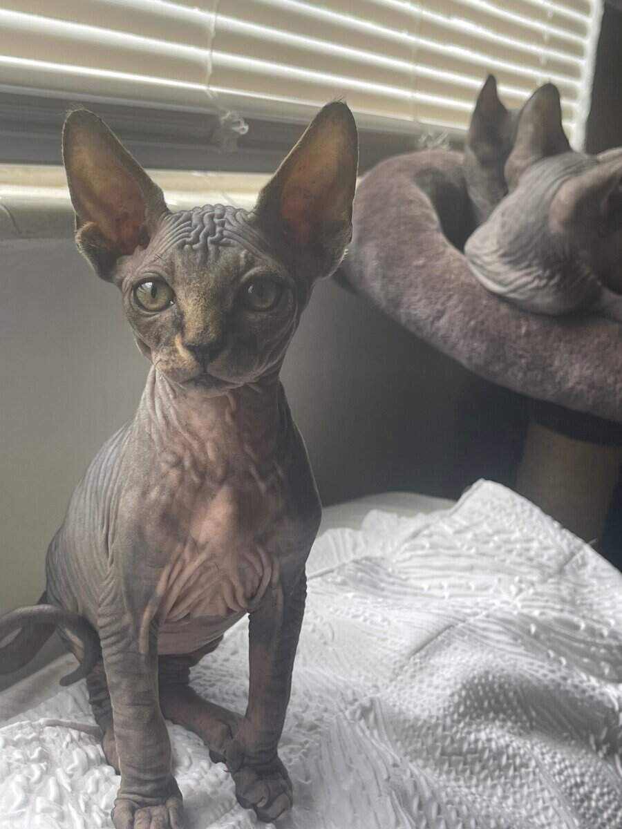 Sphynx Kittens image 6