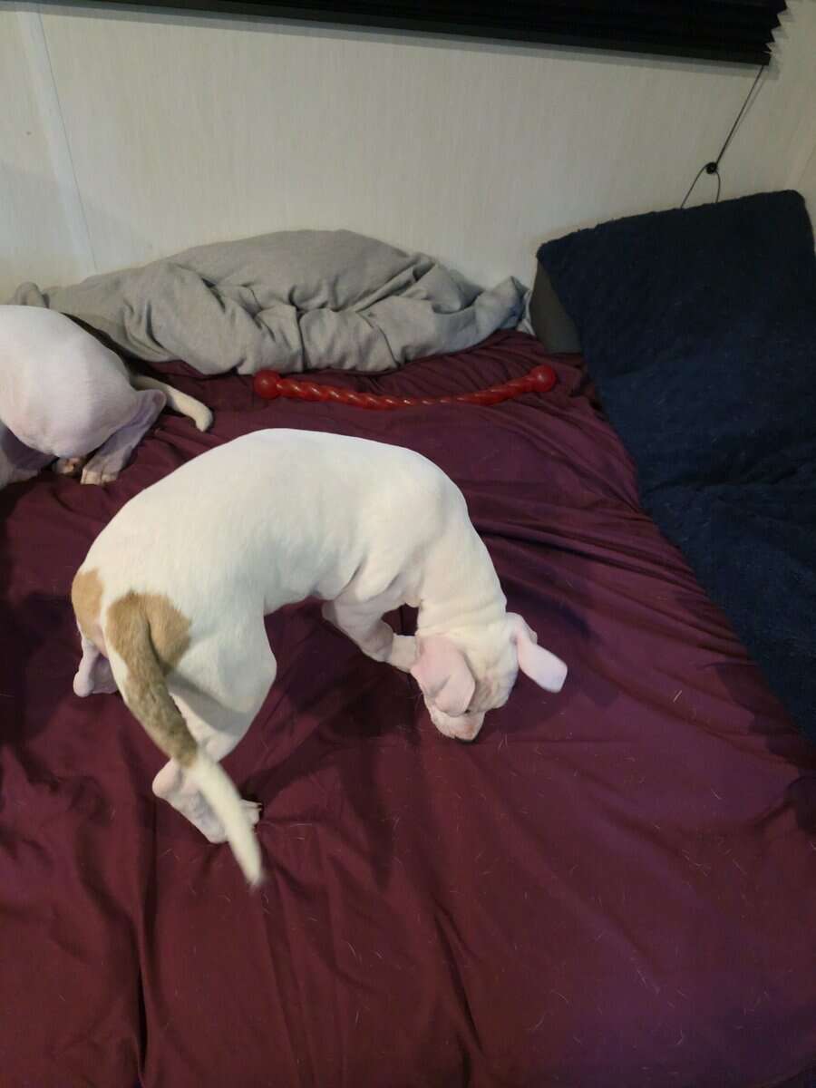 pitbull puppies image 4