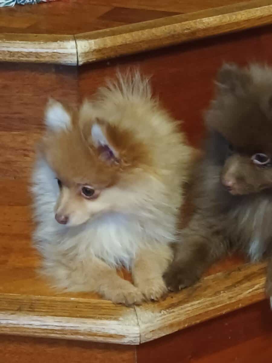 Pomeranian puppy image 2