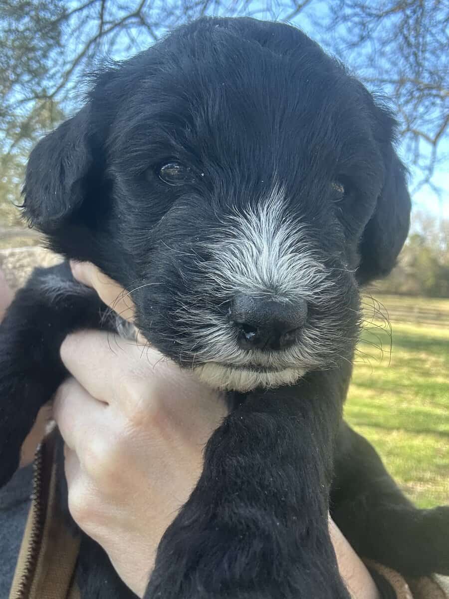 Sheepadoodle Puppies image 7