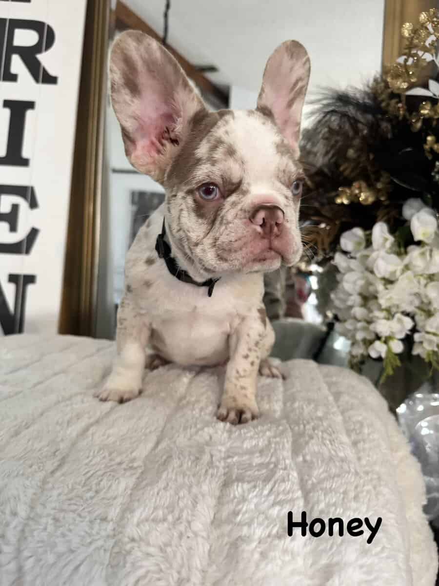 12-Week-Old Frenchie Puppies Ready Today! image 10