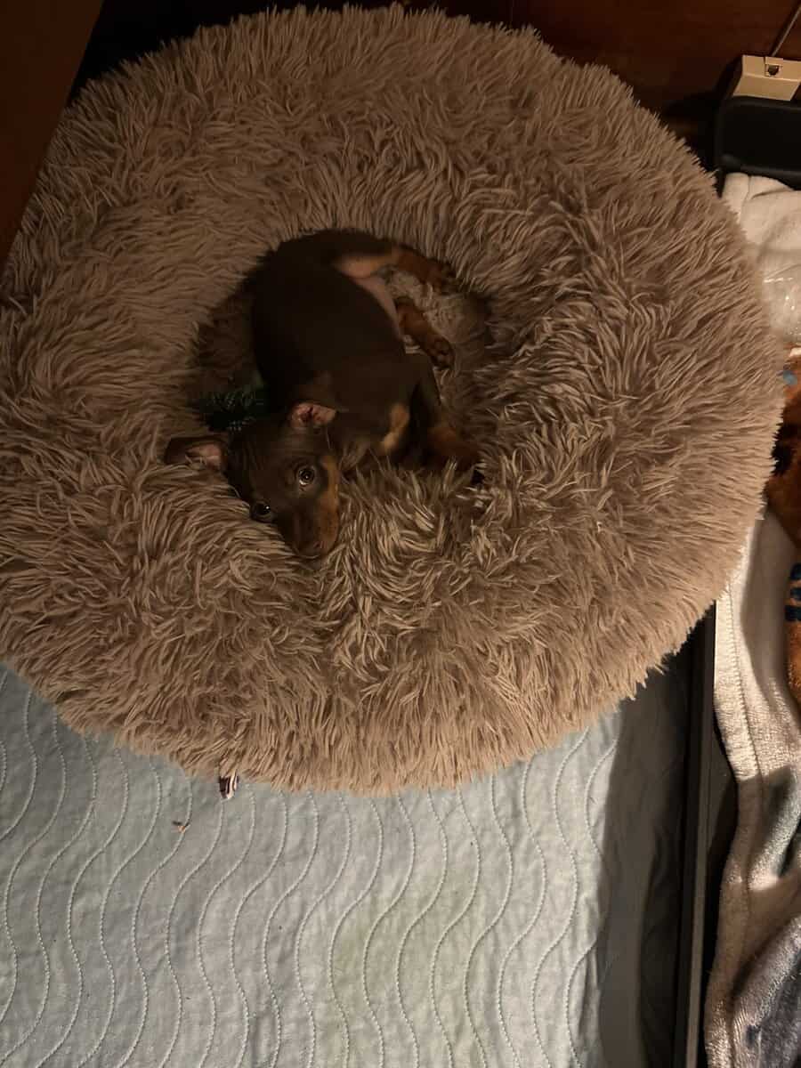 Min pin puppies image 1
