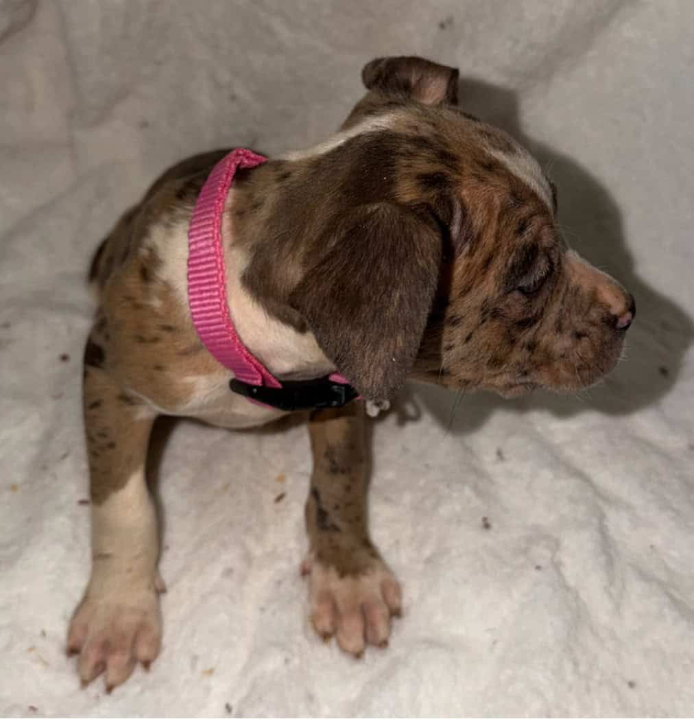 Bully Pit Puppies - Looking For A Loving Home image 1