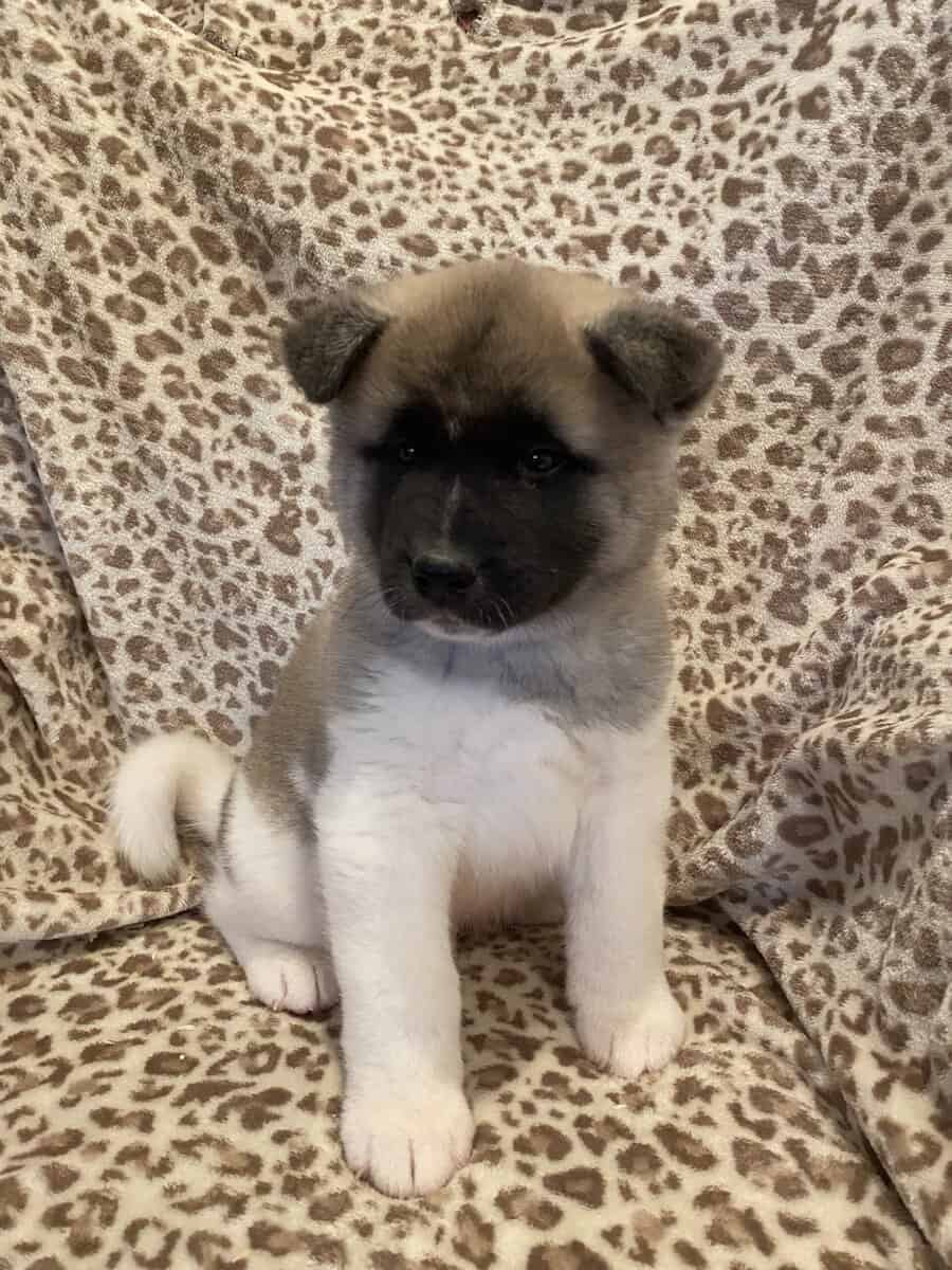 American Akita puppies image 8