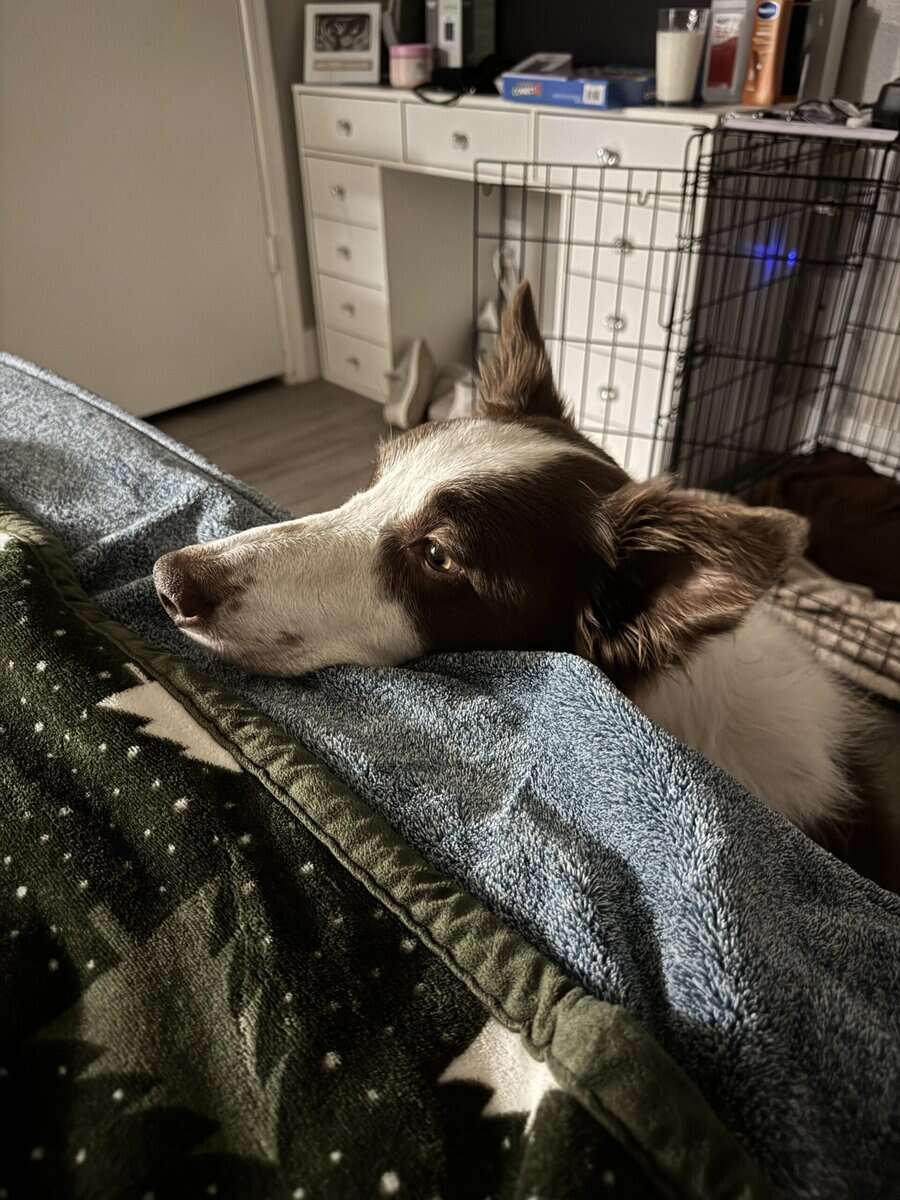 New Home for Rico image 2