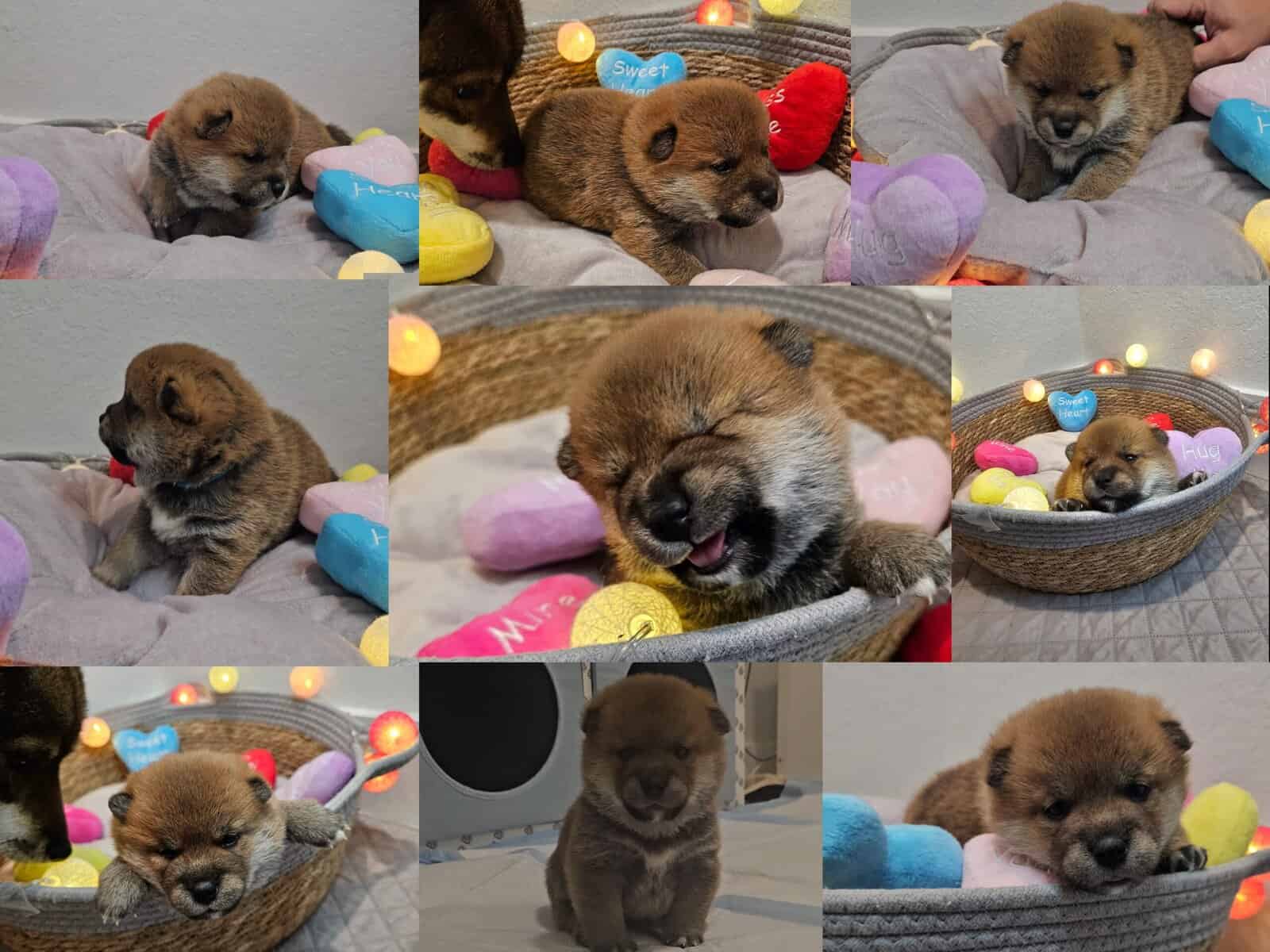 Shiba Inu Puppies image 7