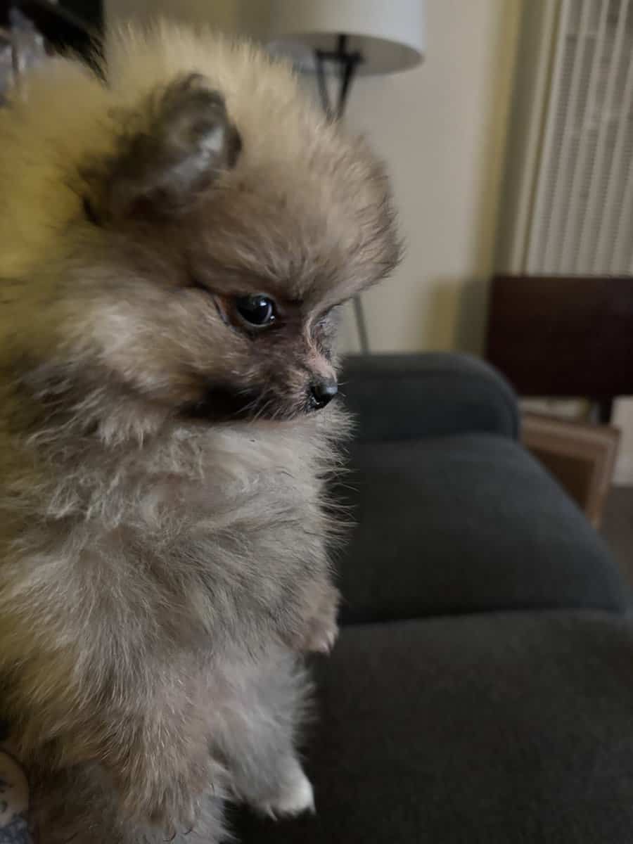 Pomeranian puppy image 6