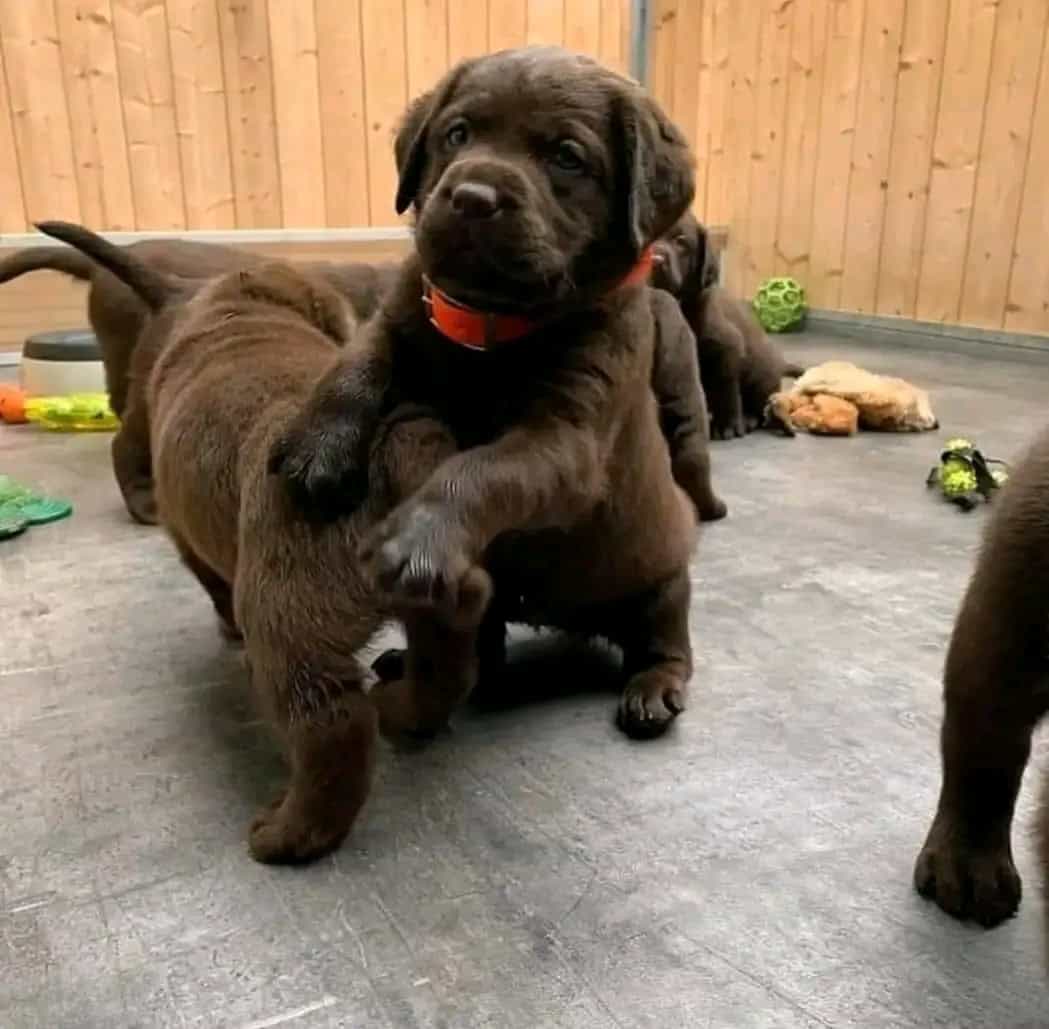 Labrador Retriever puppies Available image 4