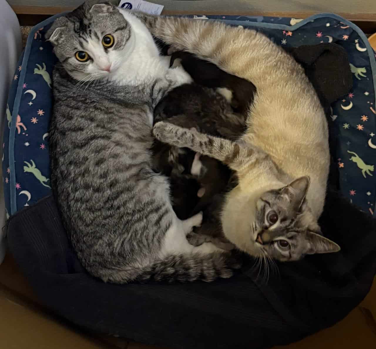 Scottish Fold Kittens – Healthy, Social, Indoor‑Ra image 9
