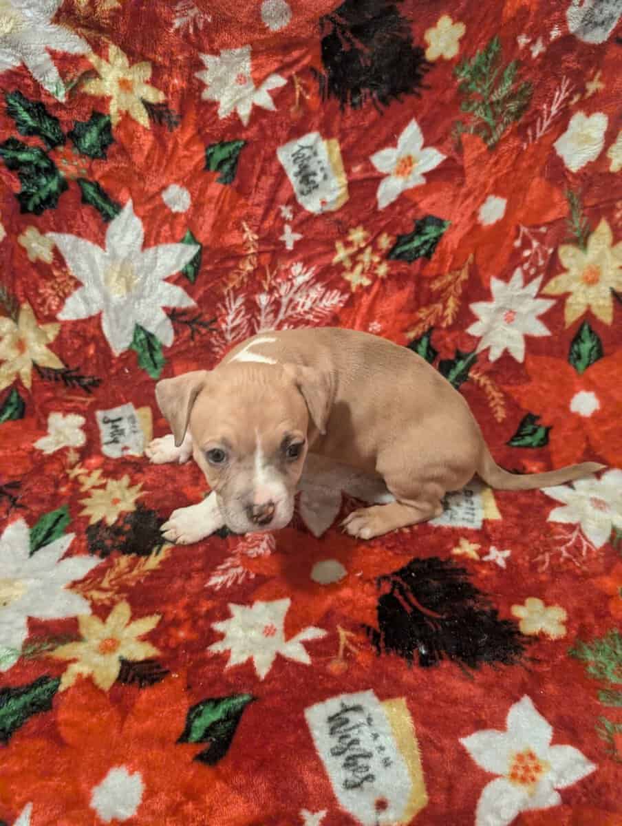 American bully puppies image 3