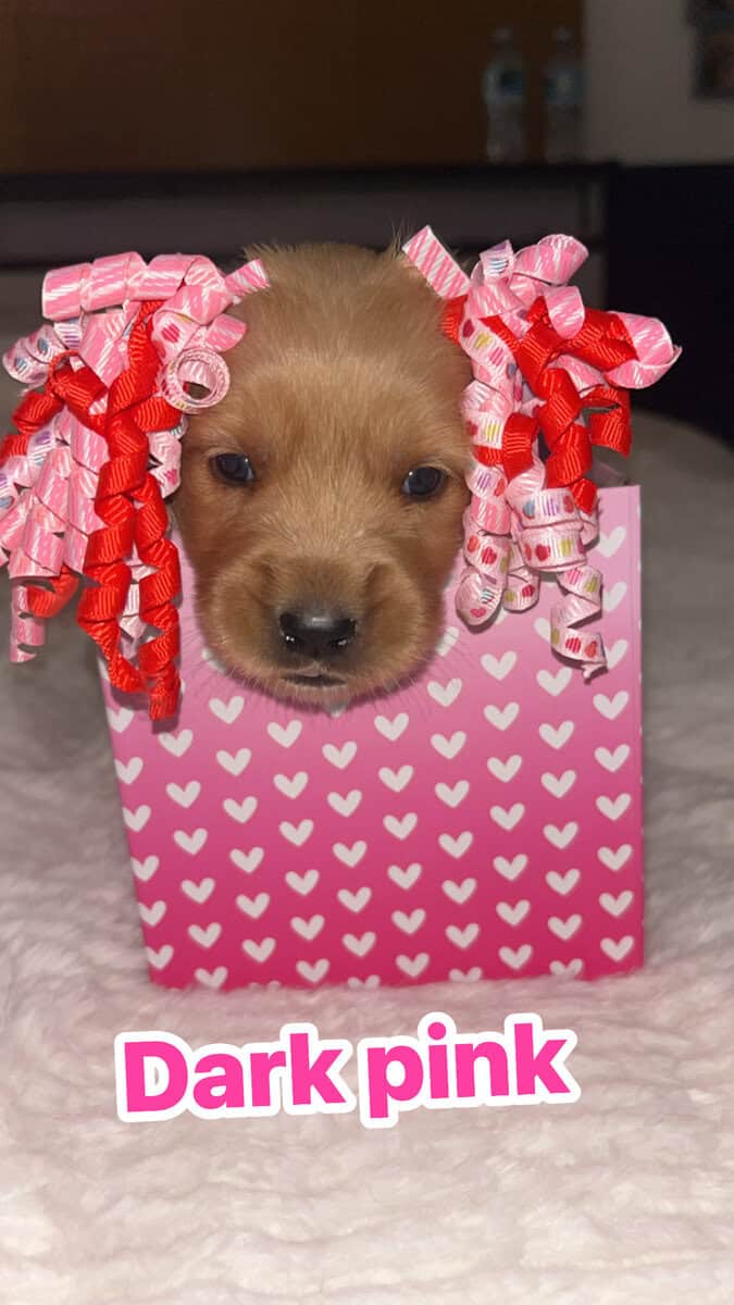 Golden Retriever puppies image 3