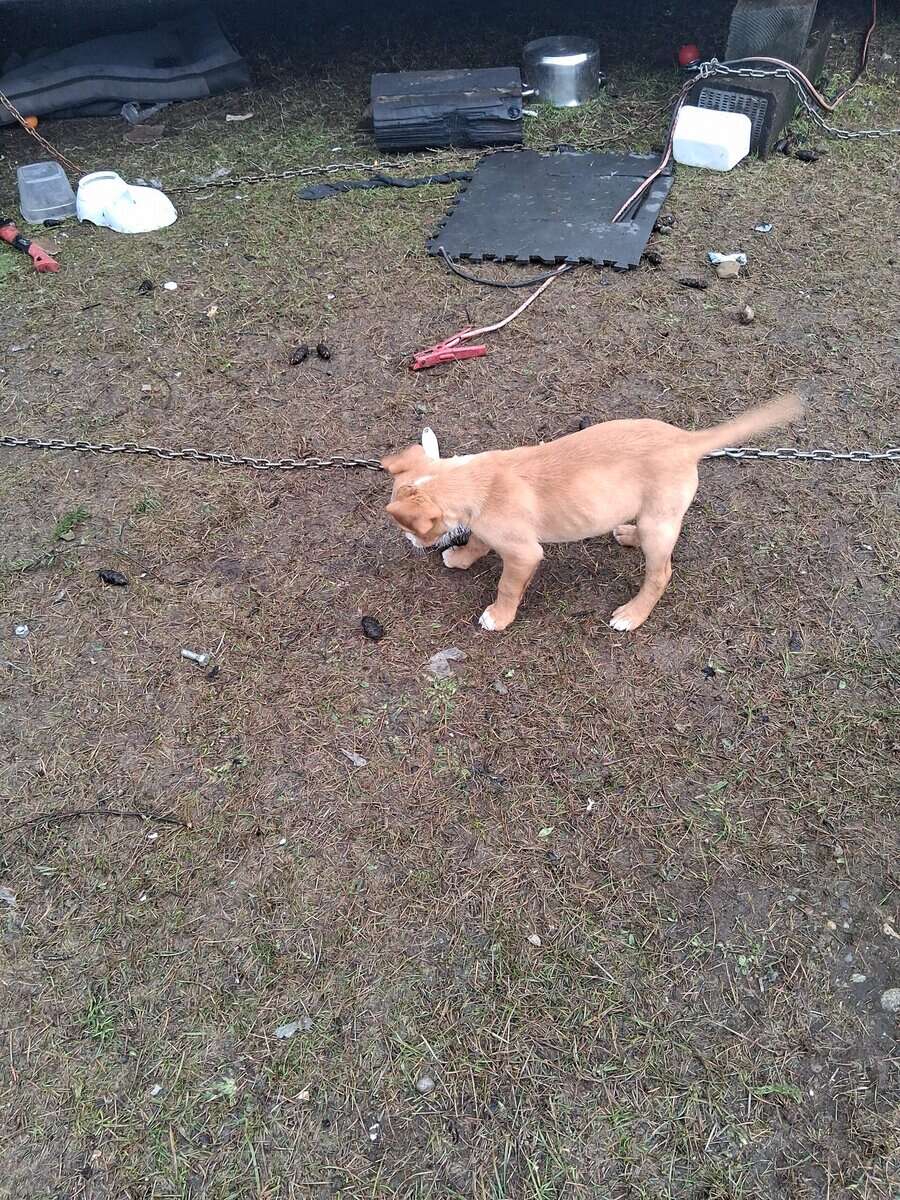 Ridgeback and pit puppies mix image 5