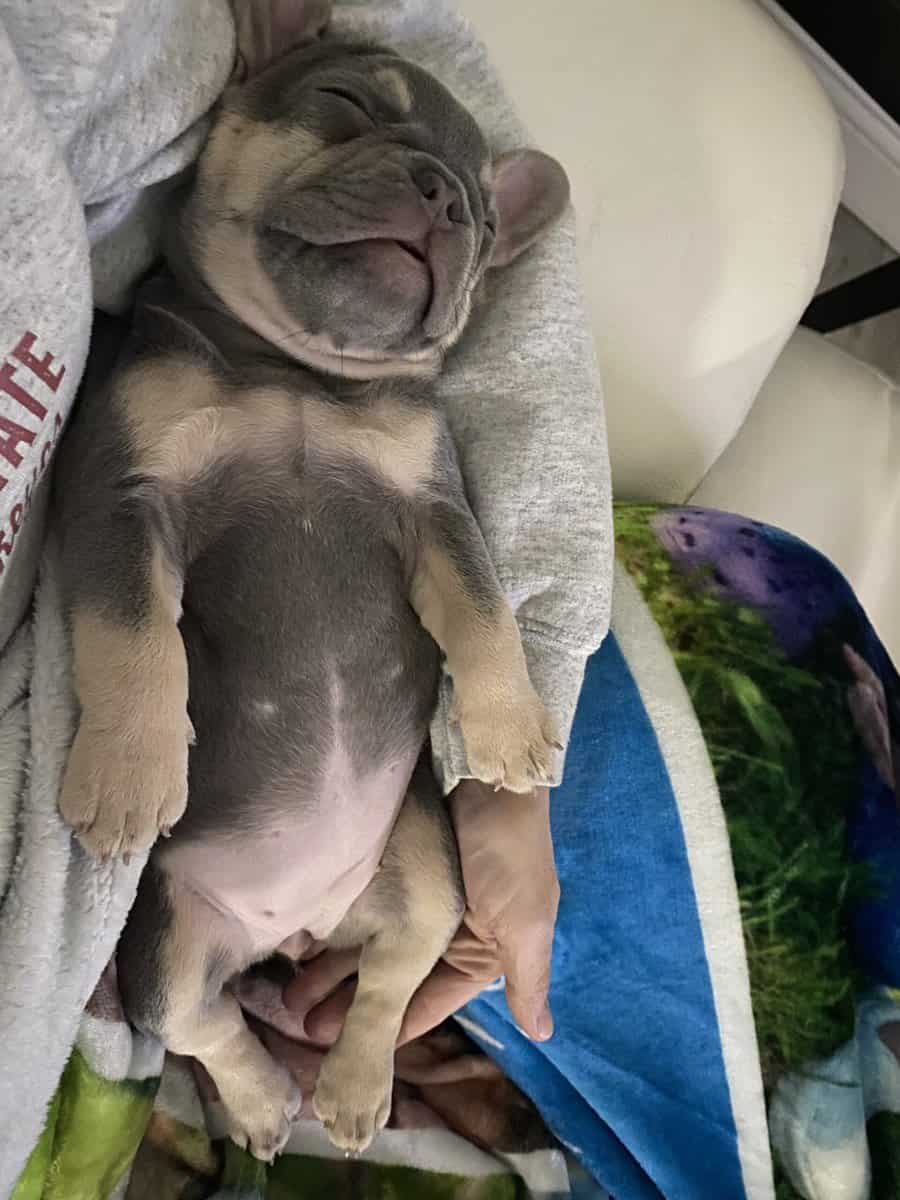 French Bulldog Lilac Female image 1