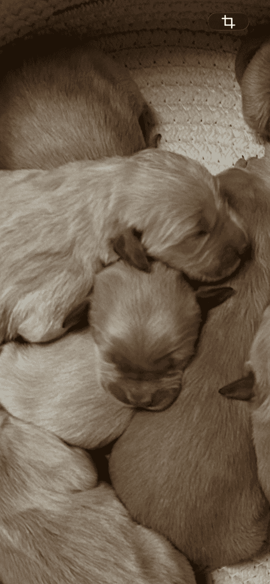 Golden Retrievers image 3