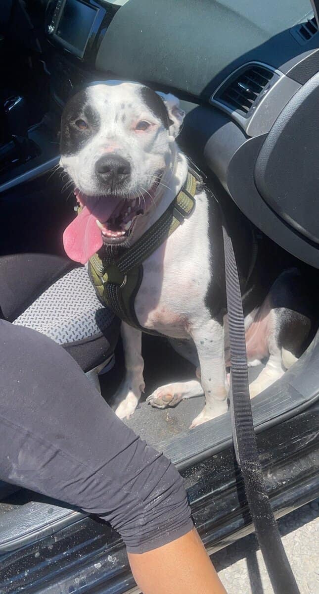 Looking To Rehome My Furry Friend image 3