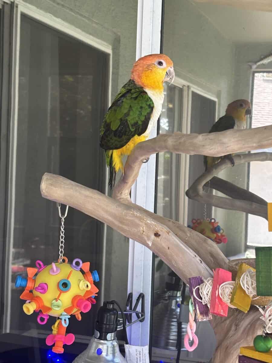 Caique parrot sale image 1