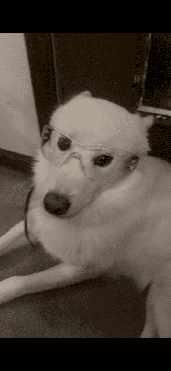 Husky re-home image 3