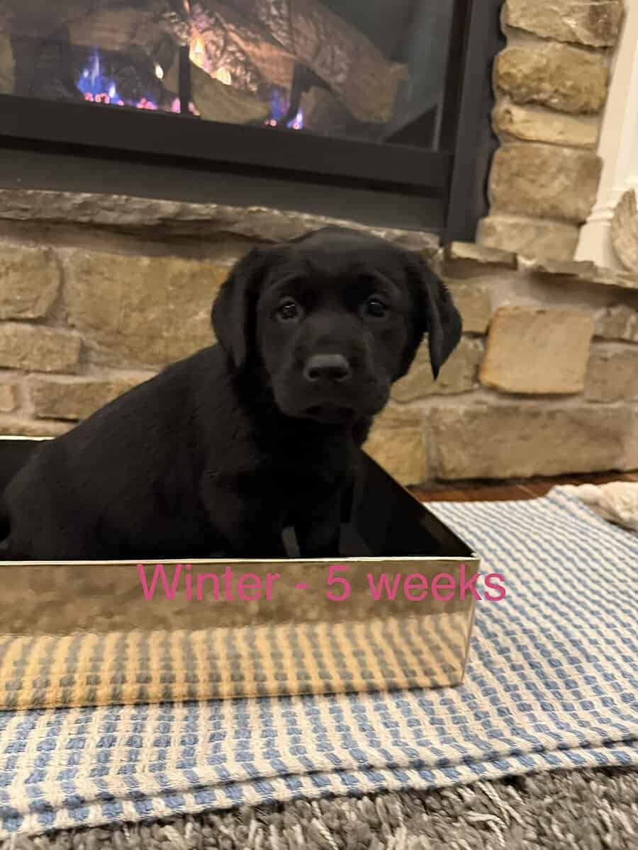 3 Black Female Labrador Retriever Puppies image 4