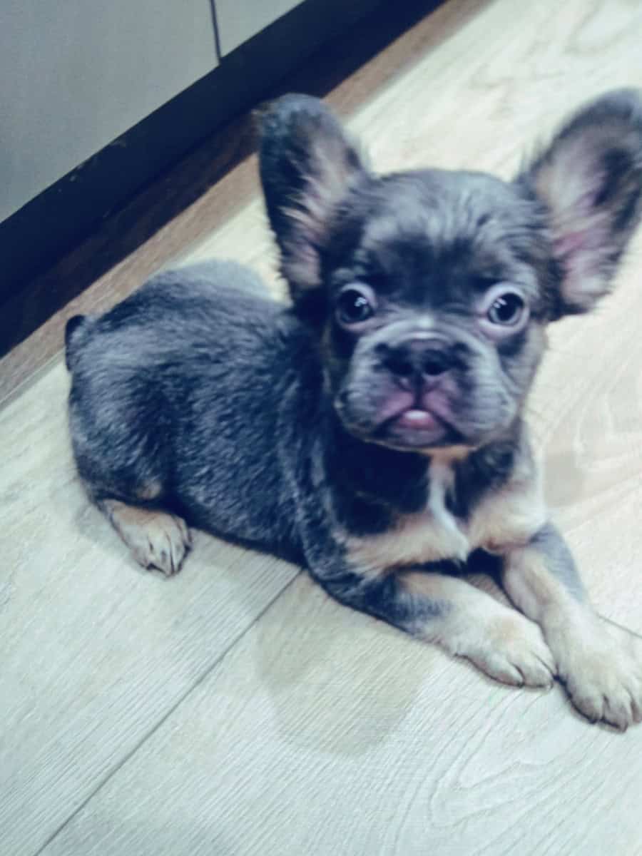 FLUFFY French Bulldog puppies image 1
