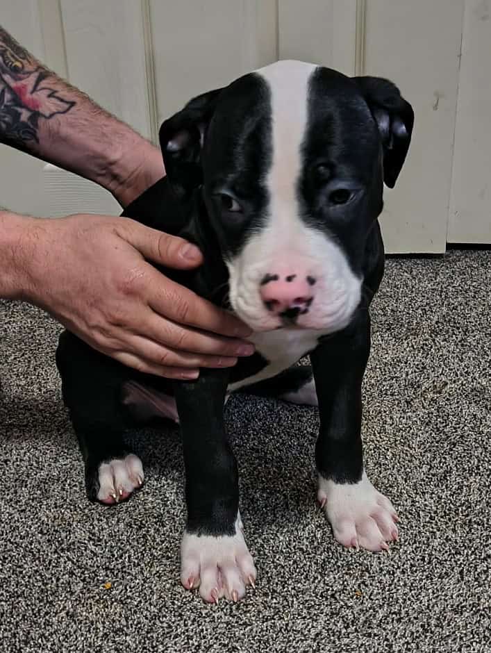 American Bulldog puppies image 3