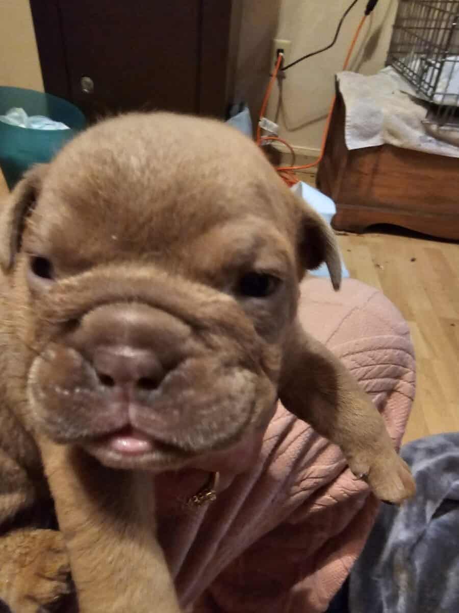 ENGLISH BULLDOG PUPPIES image 2