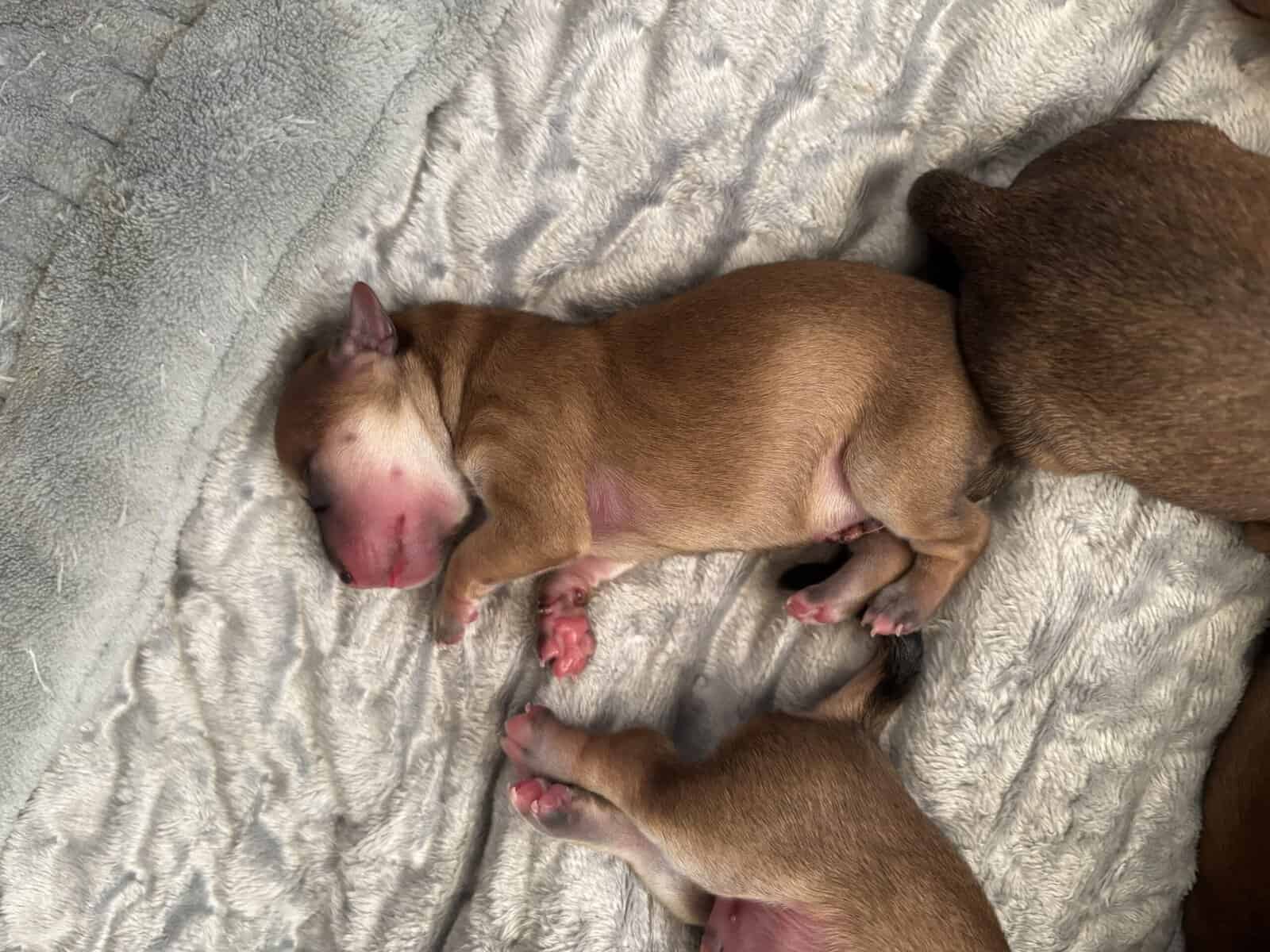 Morkie Puppies image 1