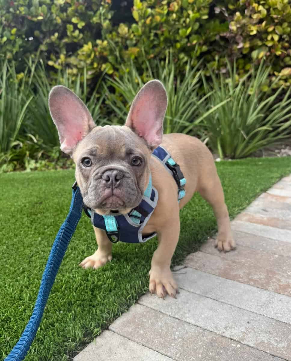 Male Full Bred French Bulldog Puppy image 1