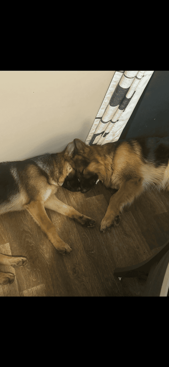 AKC registered German shepherd litter image 3
