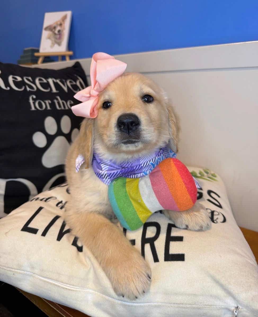 Golden Girl Sugar Seeking Her Forever Home 🐶💛 image 5
