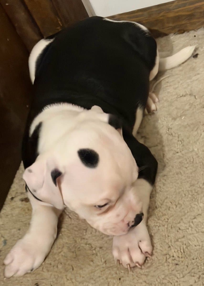 American Bulldog puppies image 9