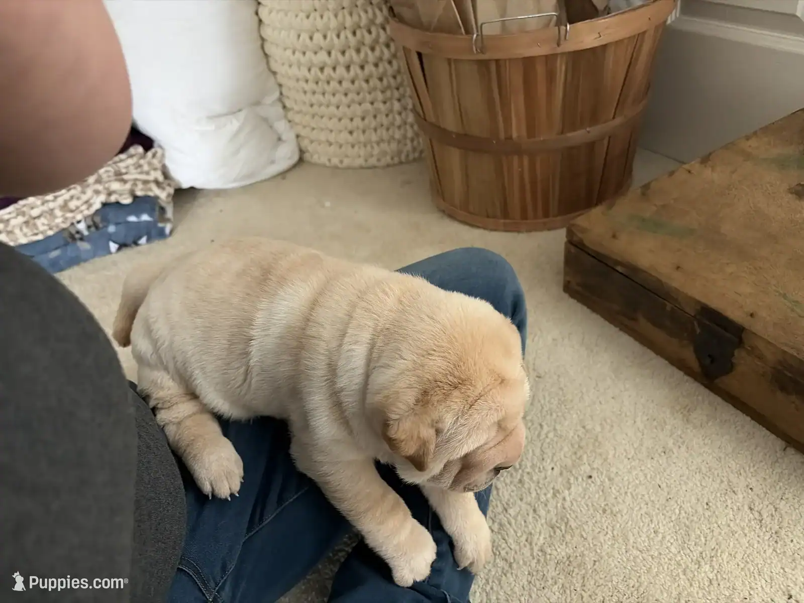 Chinese Shar-pei image 1
