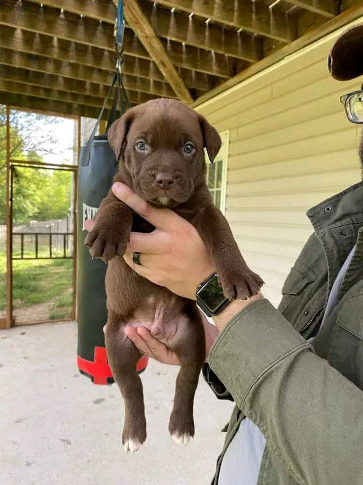 Labrador Retriever puppies Available image 2