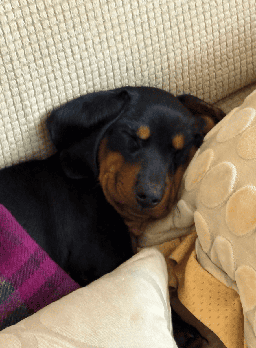 Black & Brown Female Dachshund Puppy image 2