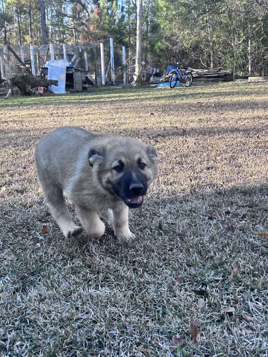 German Shepherd Puppies image 7